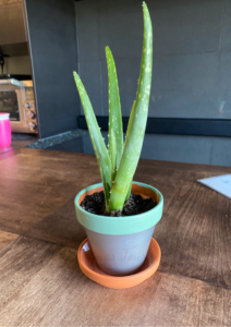 Silver Green Terracotta Pot with Aloe Vera