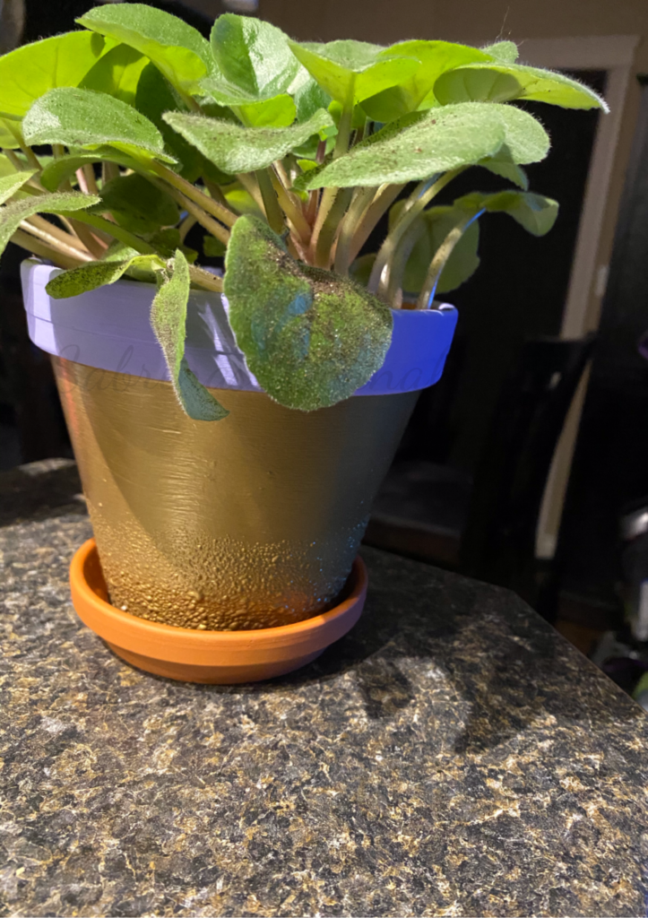 Gold Purple Terracotta Pot with African Violet